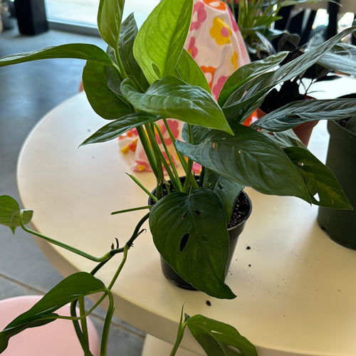 [HOUSEPLANT] 4” Swiss Cheese Philodendron