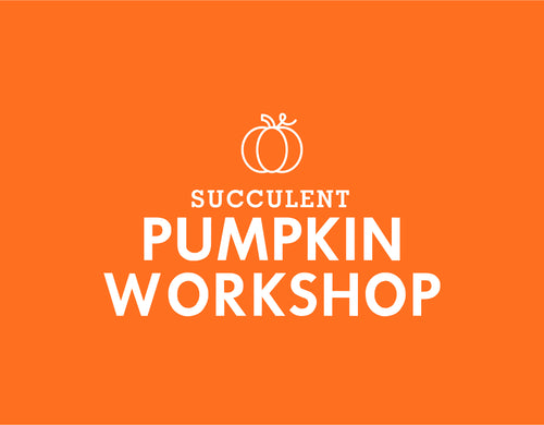 Succulent Pumpkin Workshop
