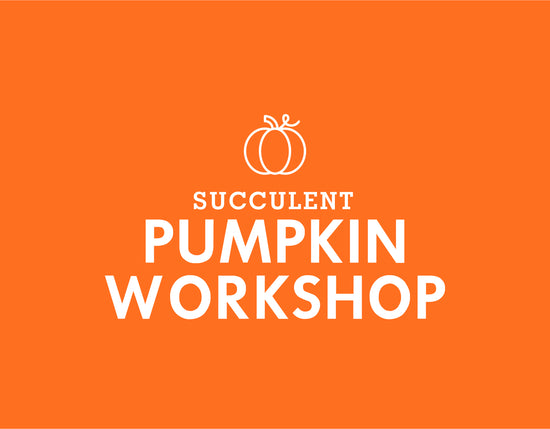 Succulent Pumpkin Workshop