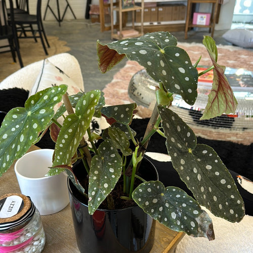 [HOUSEPLANT] 6” Begonia Maculata
