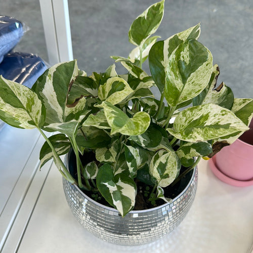 [HOUSEPLANT] 6” Marble Queen Pothos