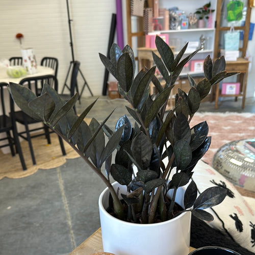 [HOUSEPLANT] 6” ZZ Raven