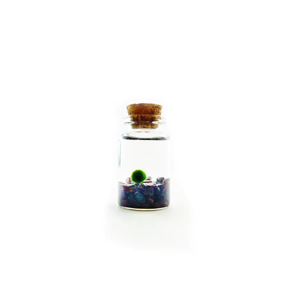 Moss Niño - Garnet