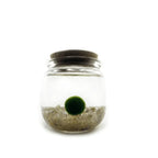 Moss Chico - Golden Quartz