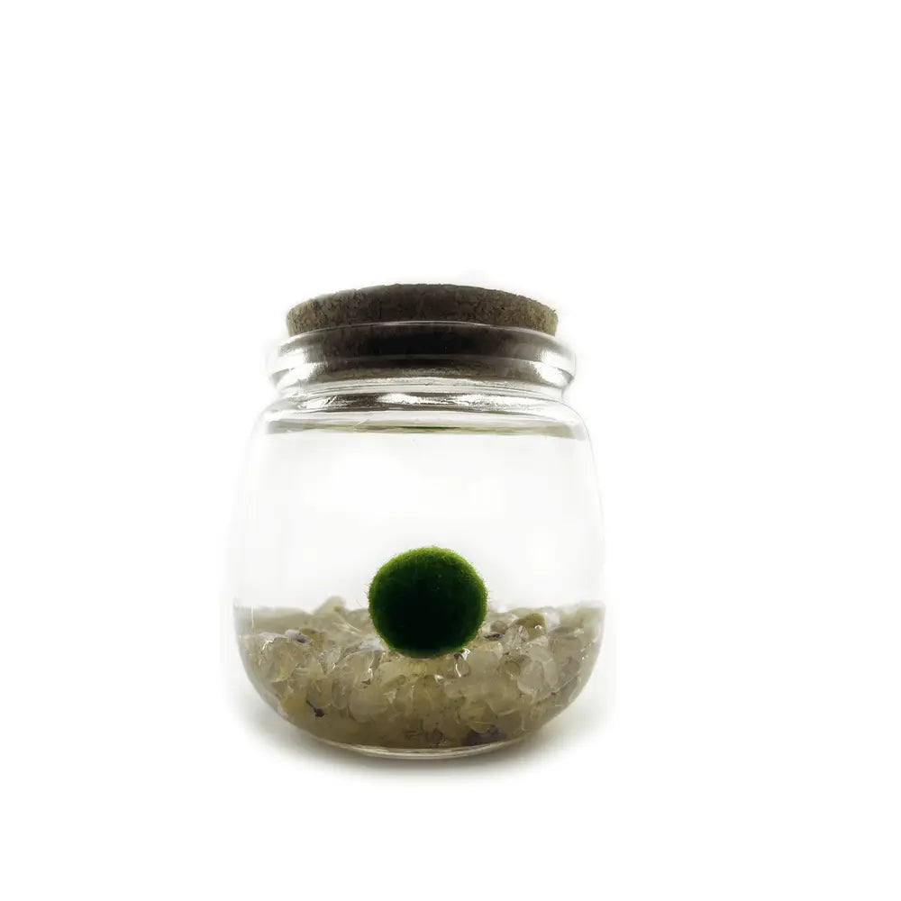 Moss Chico - Golden Quartz