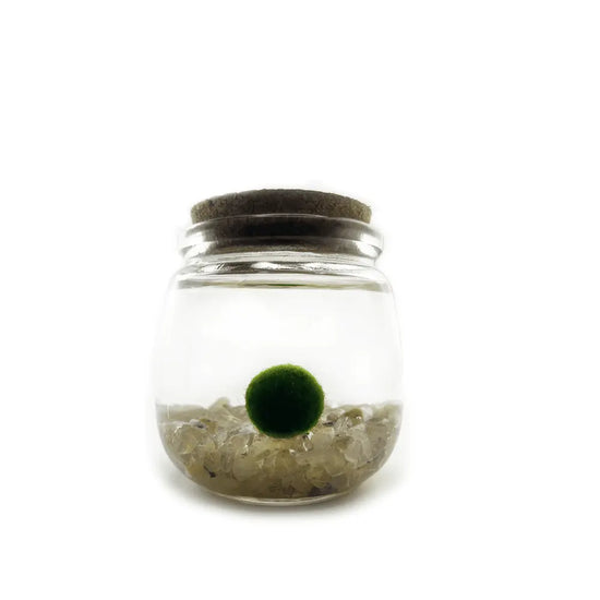 Moss Chico - Golden Quartz