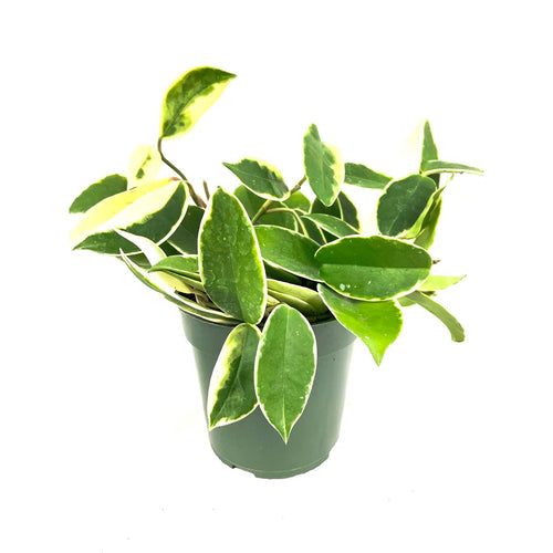 [HOUSEPLANT] 6" Hoya Carnosa