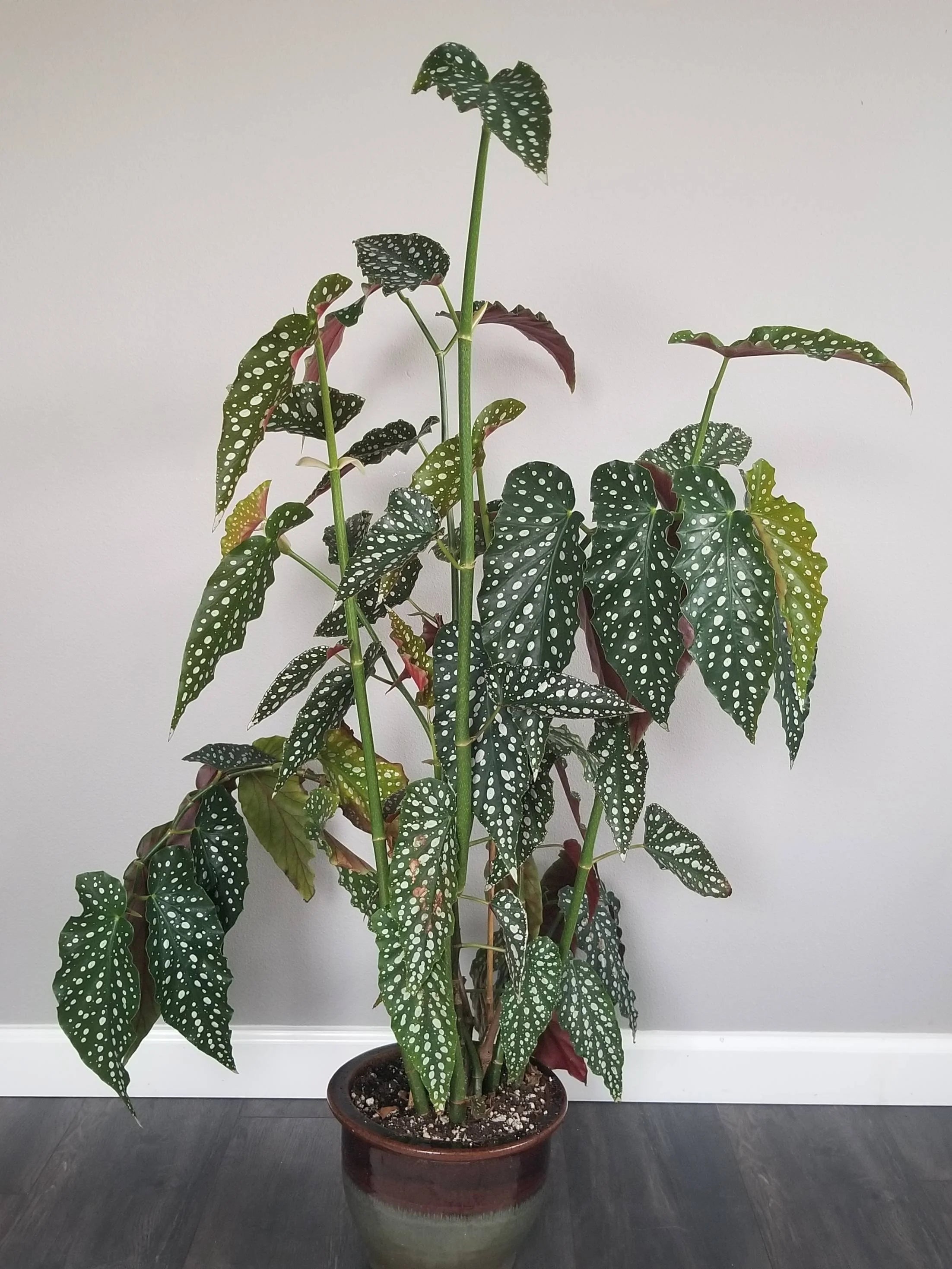 12” GIANT Begonia Maculata