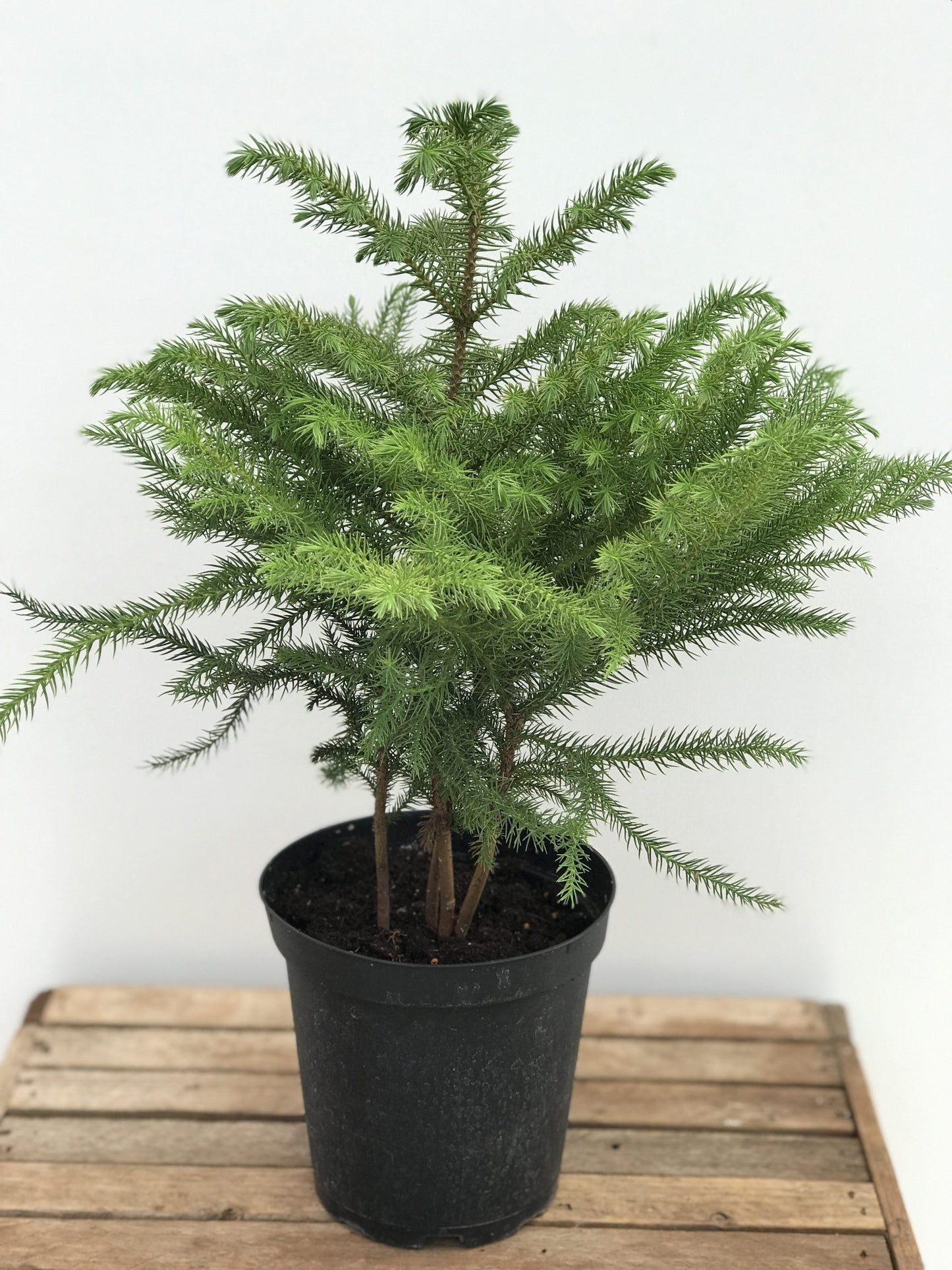 6” Norfolk Pine