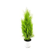 2” Lemon Cypress