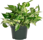 [HOUSEPLANT] 6” Marble Queen Pothos