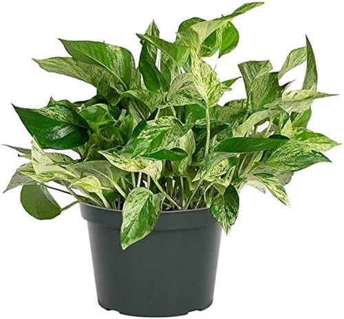 [HOUSEPLANT] 6” Marble Queen Pothos