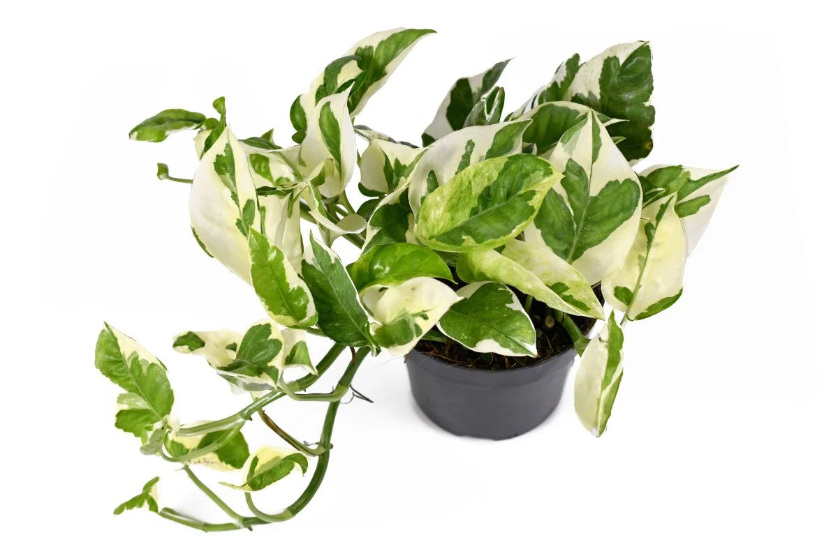 4” Njoy Pothos