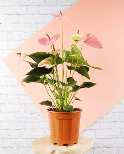[HOUSEPLANT] 4” Anthurium - Light Pink