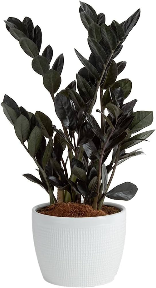 [HOUSEPLANT] 6” ZZ Raven