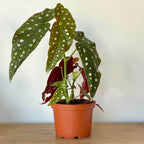 [HOUSEPLANT] 6” Begonia Maculata