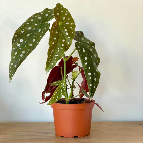 [HOUSEPLANT] 6” Begonia Maculata