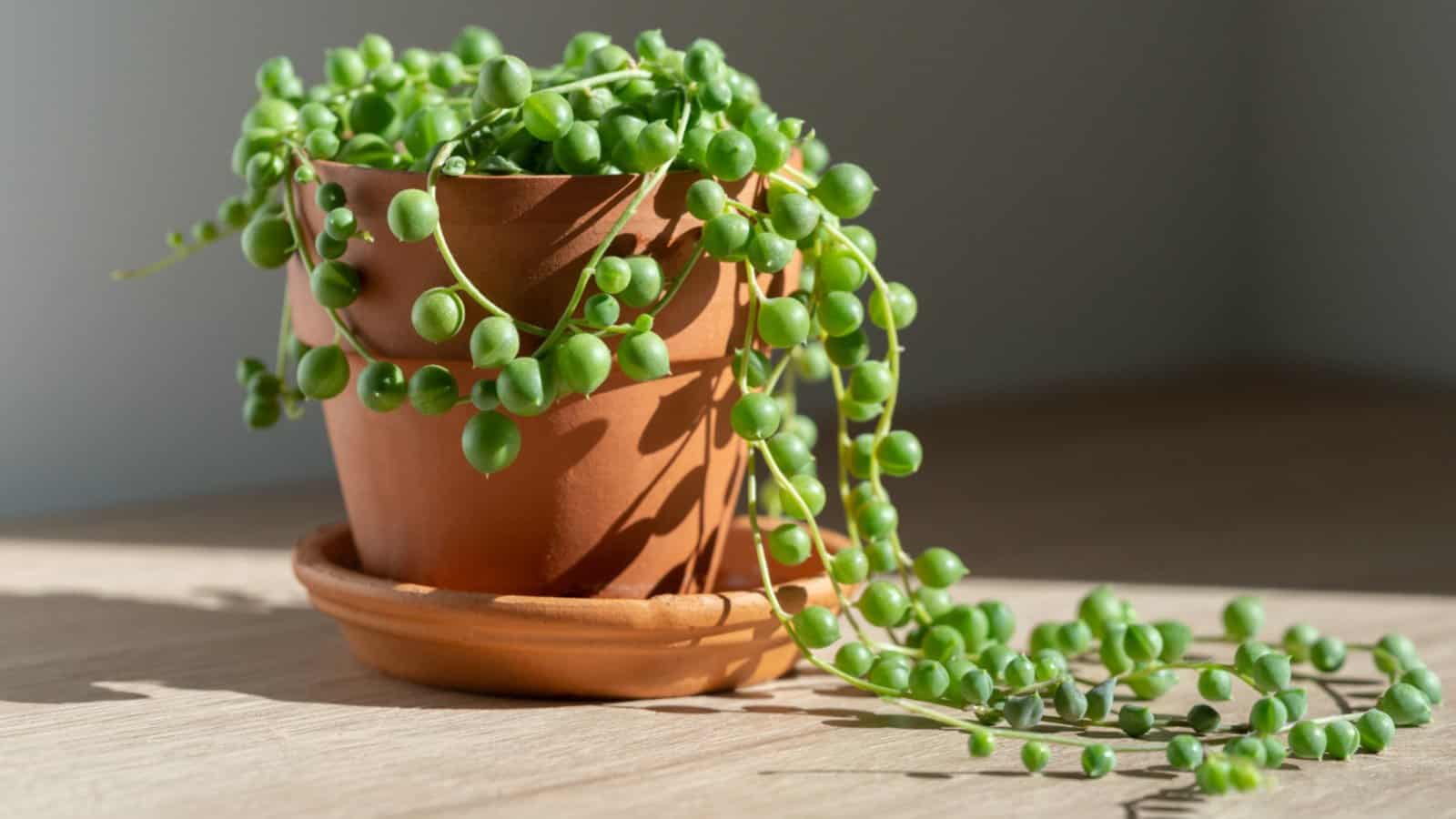 4” Variegated String of Pearls