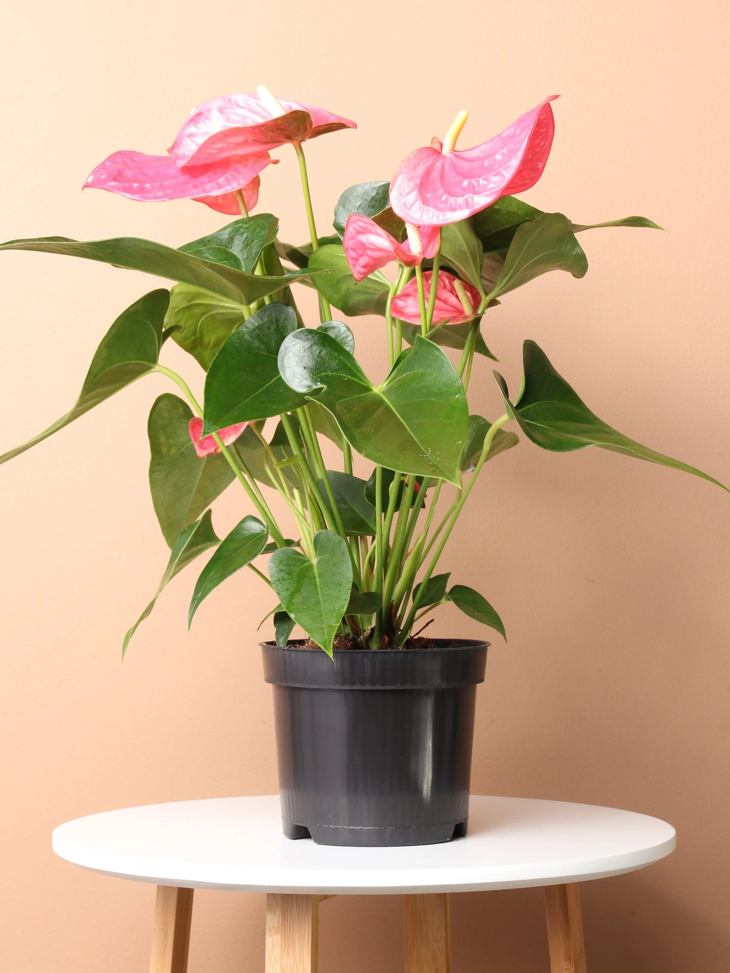 6” Anthurium - Pink