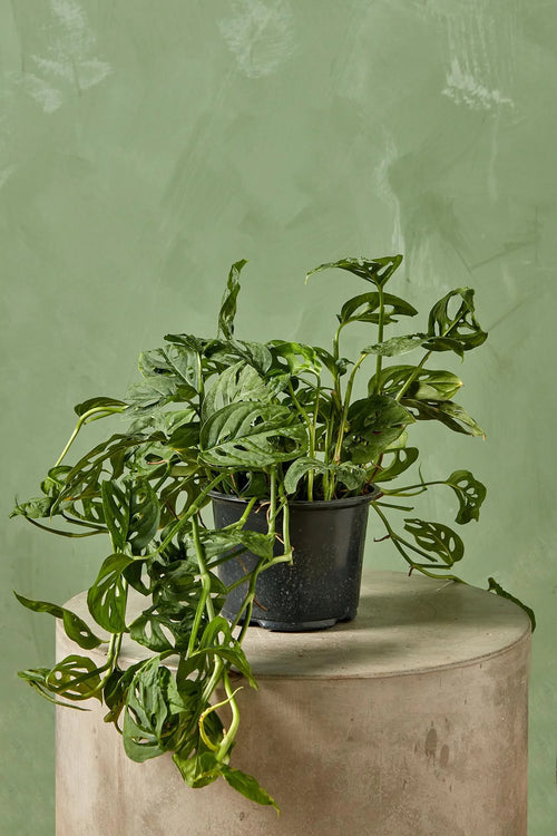 [HOUSEPLANT] 4” Swiss Cheese Philodendron