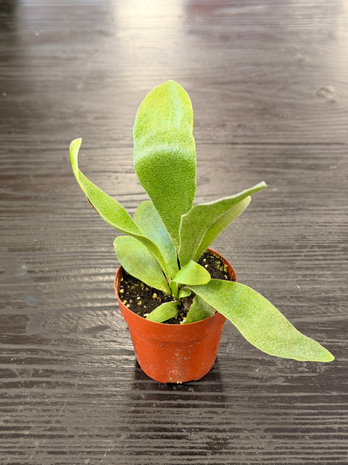 [HOUSEPLANT] 2" Staghorn Fern