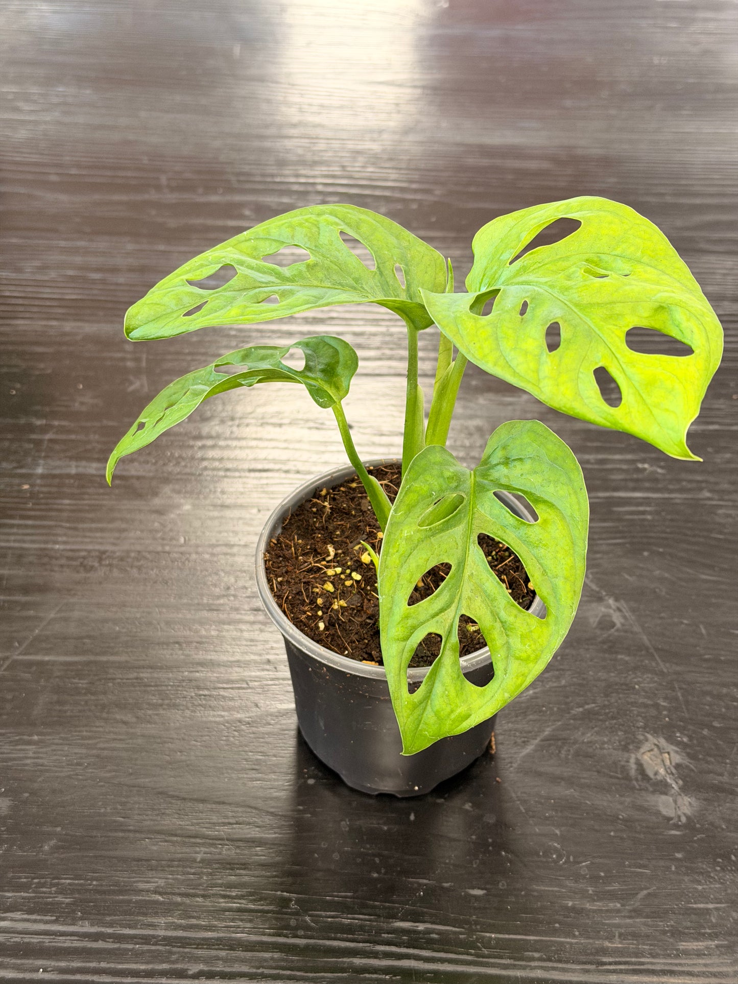 [HOUSEPLANT] 4” Swiss Cheese Philodendron