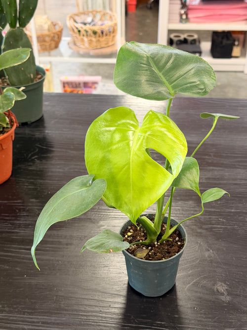 [HOUSEPLANT] 4" Philodendron Monstera Split-Leaf