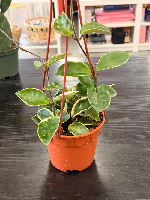[HOUSEPLANT] 6" Hoya Carnosa