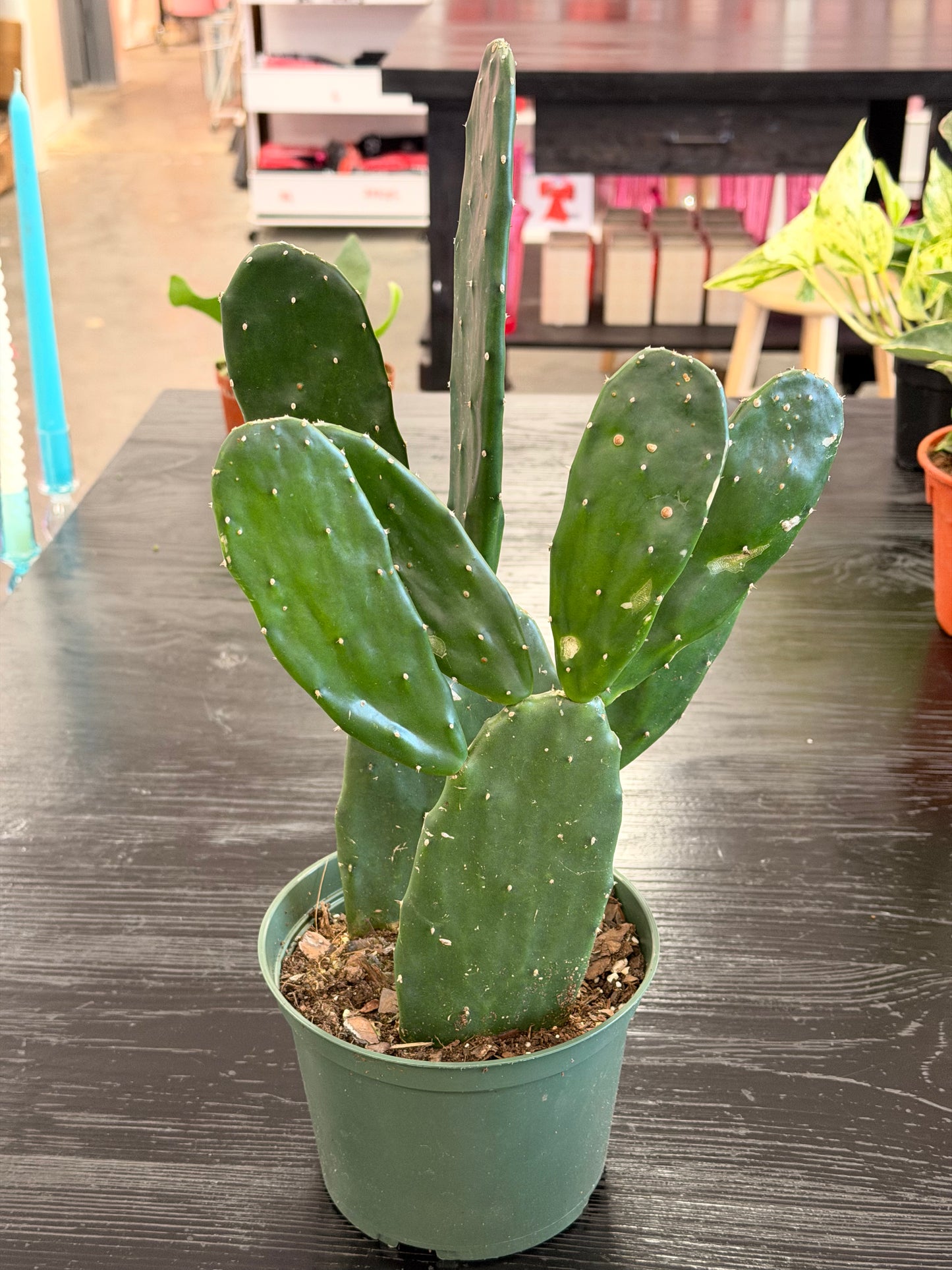 [HOUSEPLANT] 6” Cactus Optunia