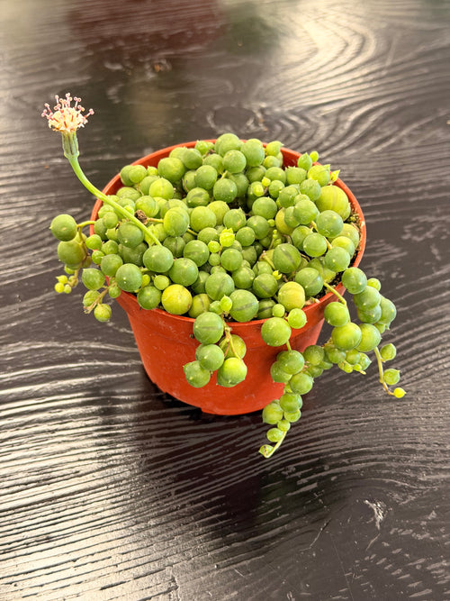 [HOUSEPLANT] String Of Pearls - 4 inch