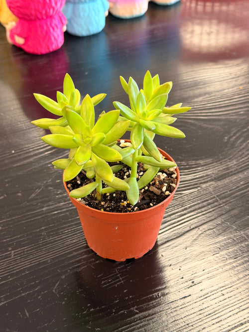 [HOUSEPLANT] Assorted 4" Succulents