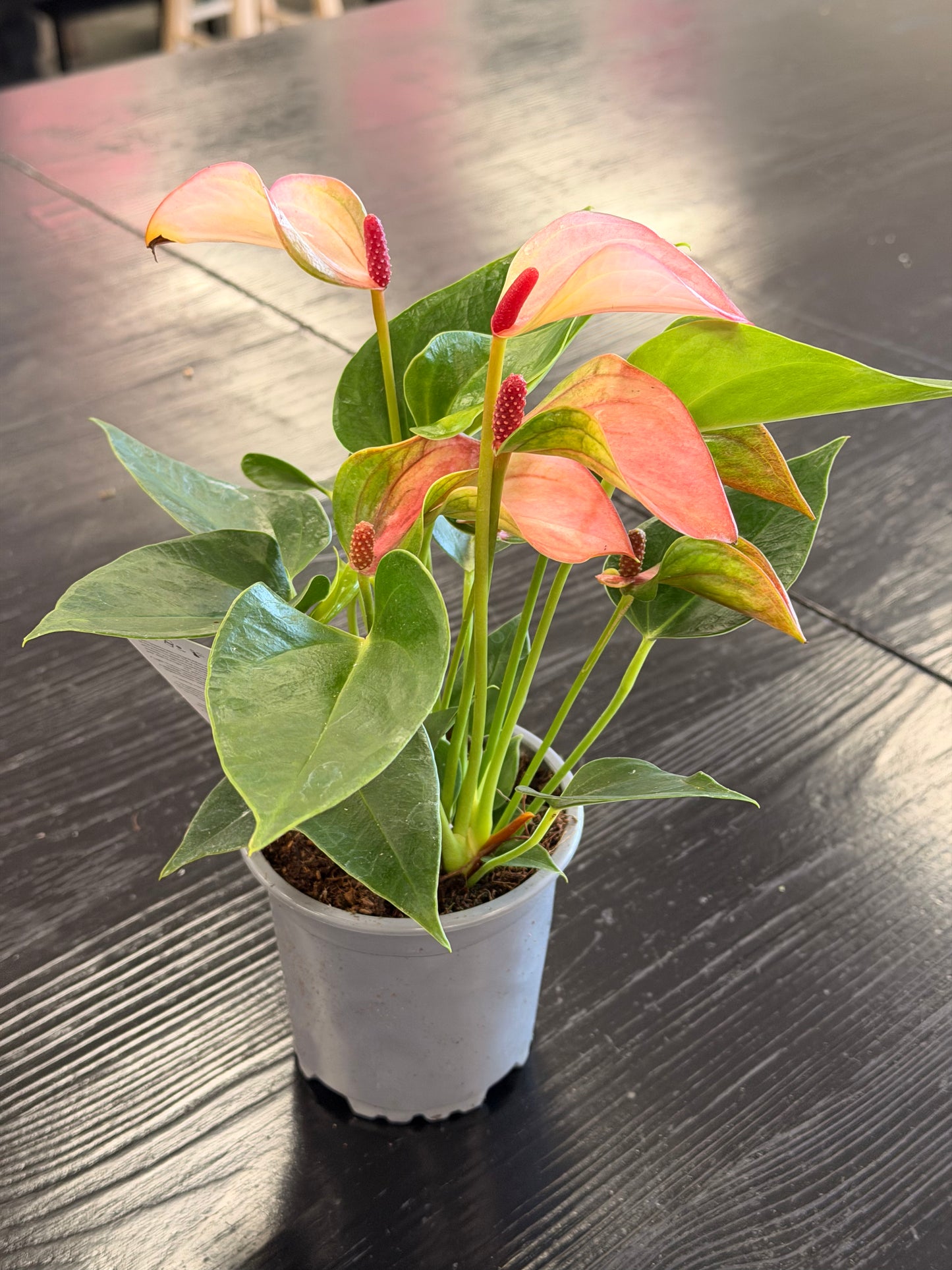 [HOUSEPLANT] 4” Anthurium - Light Pink