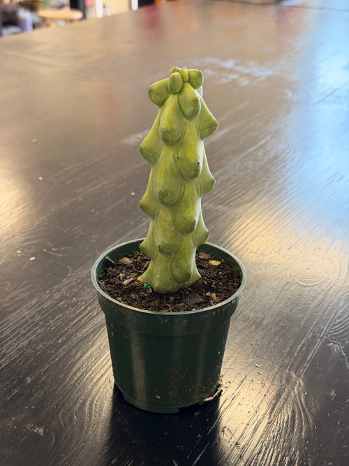 [HOUSEPLANT] 4" Boobie Cactus