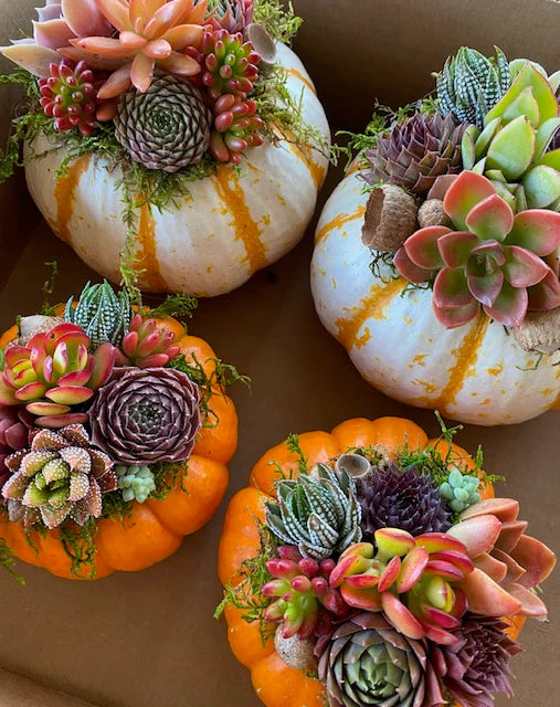 Succulent Pumpkin Workshop