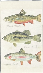 Matchbox - Trout