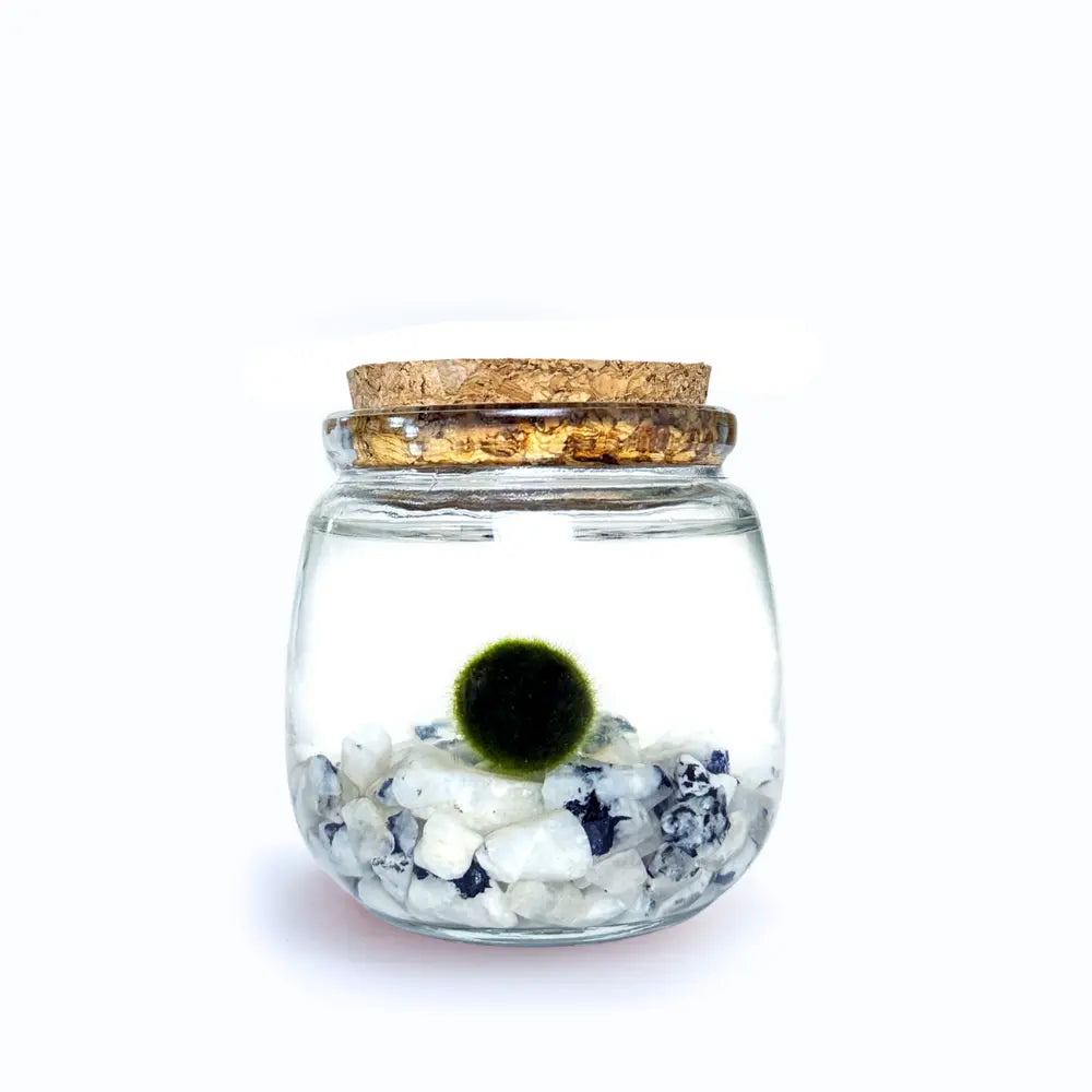 Moss Chico - Moonstone