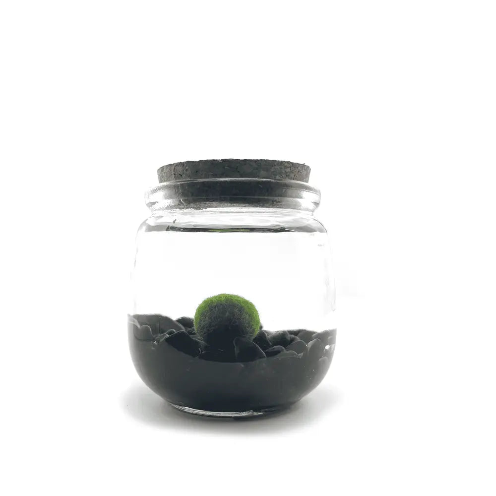 Moss Chico - Obsidian