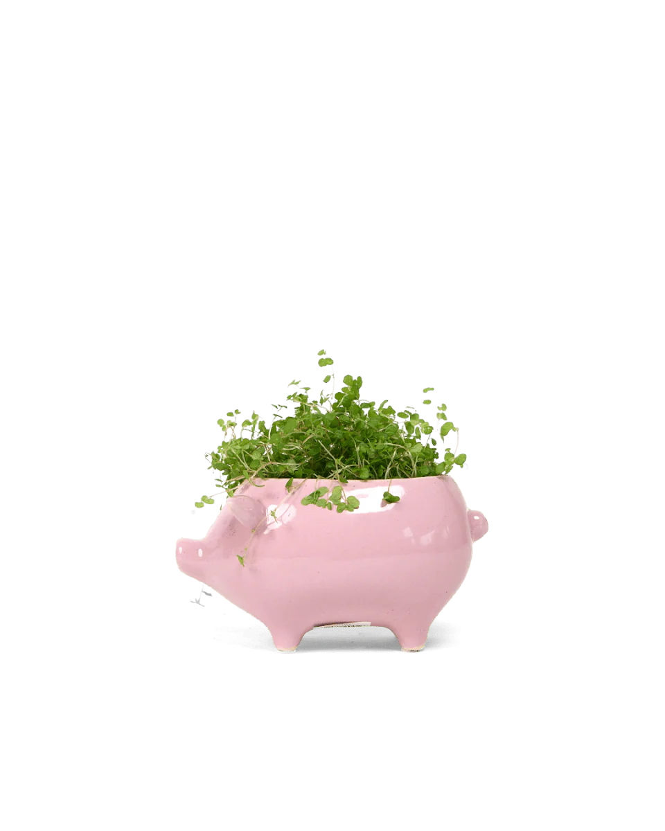 Pink Pig Ceramic Planter Pot