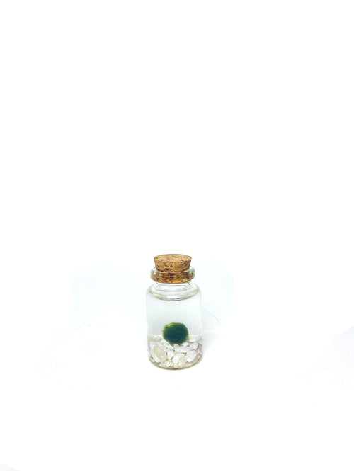 Moss Niño - Classic White