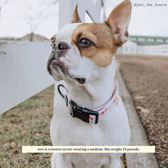 The Cheery Cherries Dog Collar