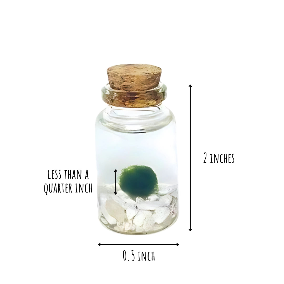 Moss Niño - Classic White