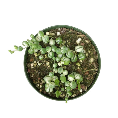 [HOUSEPLANT] Variegated String Of Pearls - 4 inch