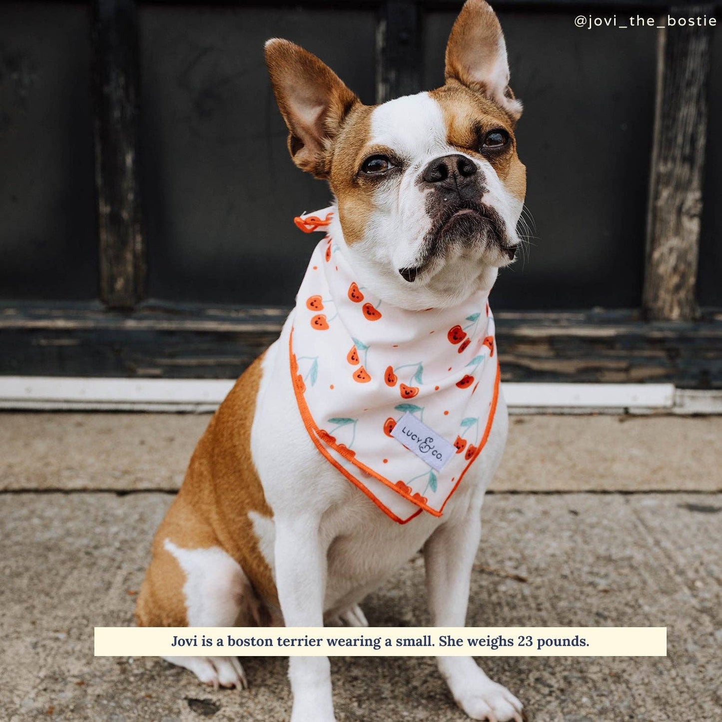 Dog Bandana - Cheery Cherries