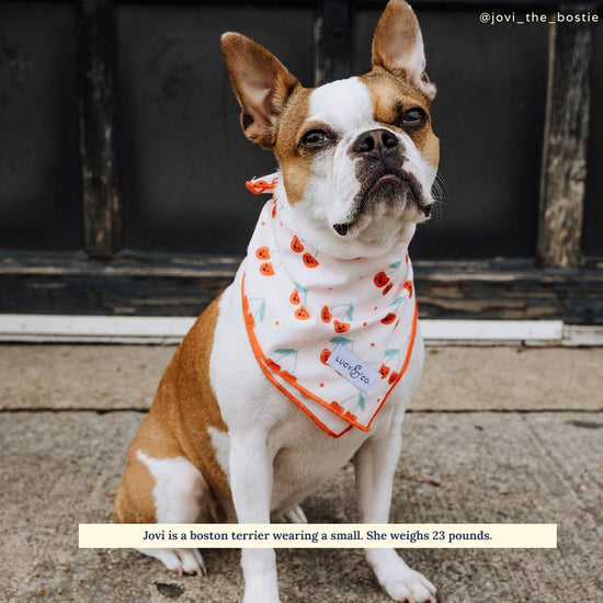 Dog Bandana - Cheery Cherries