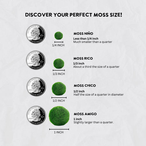 Moss Rico - Adventurine