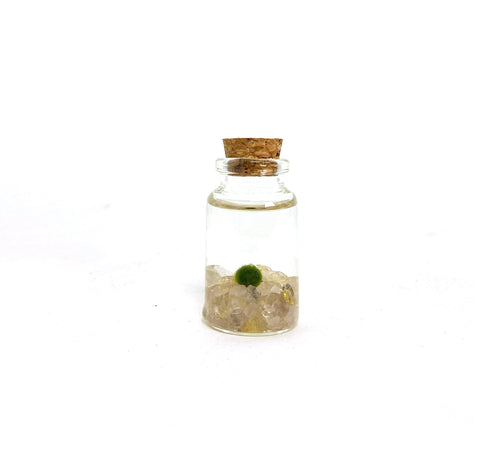 Moss Niño - Golden Quartz