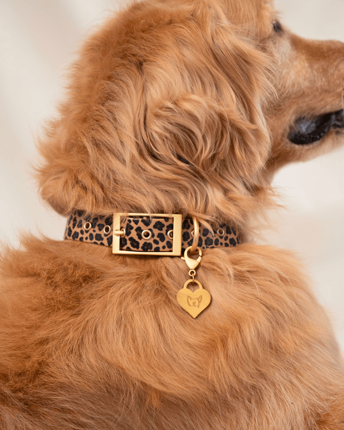 Waterproof Leopard Dog Collar
