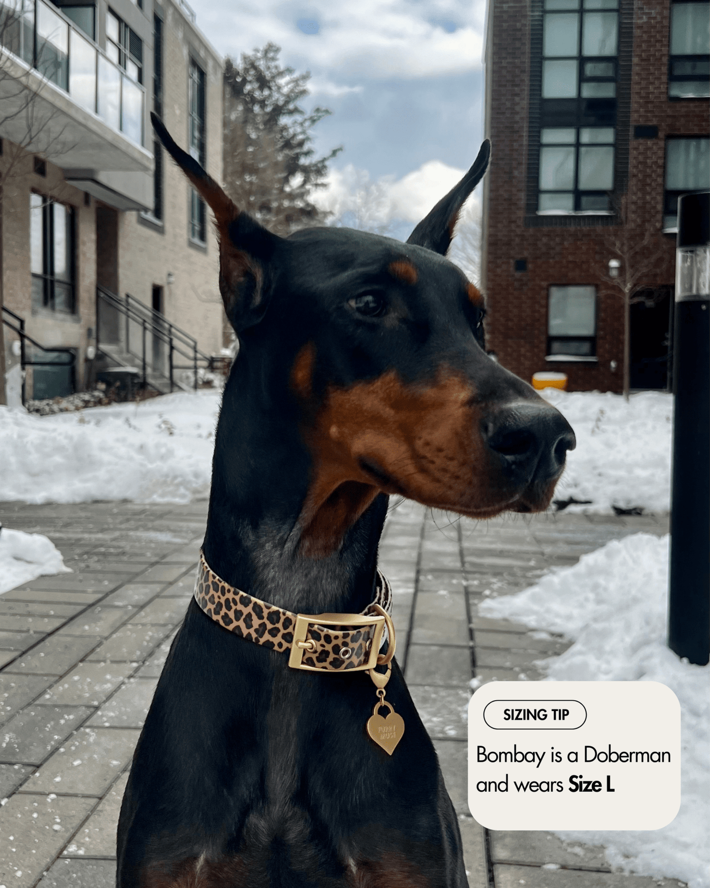 Waterproof Leopard Dog Collar