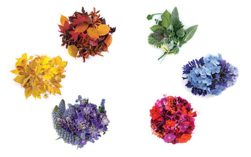 Color Curious Book