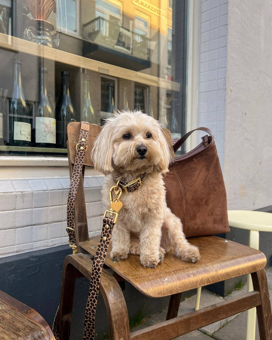 Waterproof Leopard Dog Collar